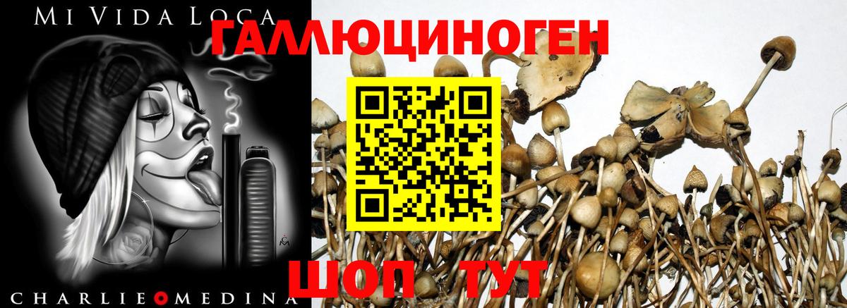 Трёхгорный  Псилоцибиновые грибы GOLDEN TEACHER  Вход с VPN 